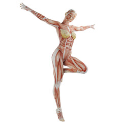 female muscle body exercise person with transparent background