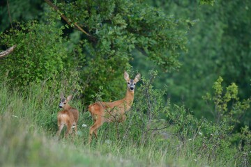 Roe deer fawn grazing grass on meadow in summer
