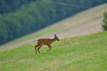 Roe deer fawn grazing grass on meadow in summer