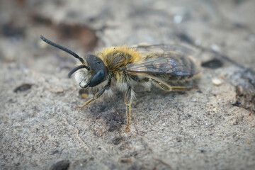 Soft and colorful closup on a furry male of the oligolectic Heather mining bee, Andrena fuscipes sitting on wood