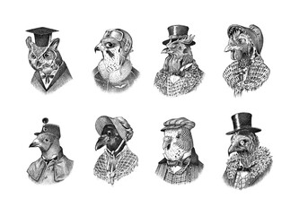 Bird character in a hat and suit. Crow Dove Parrot Owl Rooster Chicken Vulture, Peregrine falcon. The man in a suit. Fashionable Aristocrat. Hand drawn bird. Engraved old monochrome sketch. © artbalitskiy