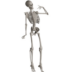 skeleton posing 3d render illustration with transparent background