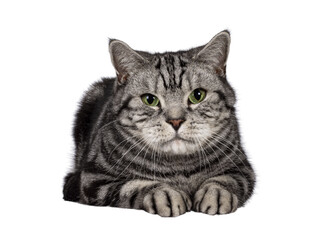 Handsome adult British Shorthair cat, laying down facing front. Looking towards camera with mesmerizing green eyes. Isolated cutout on a transparent background.