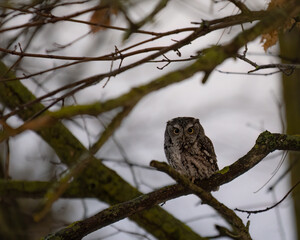An eastern screech owl sits in a maple tree at dusk, ready to hunt