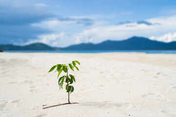 horizontal background of a tropical beach in the Philippines islands with a small palm tree, blue sky, travel concept, copy space