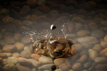 Pebbles dropping into a shallow stony pool.