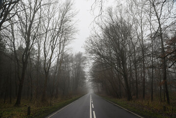 Fototapeta premium Road landscape, road between trees in fog in autumn.