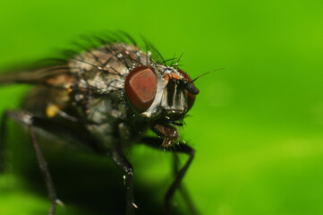 Macro photograph of a fly's head with green background