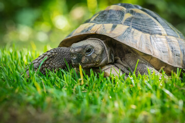 Eastern Hermann's tortoise, European terrestrial turtle, Testudo hermanni boettgeri, turtle on the lawn in nature