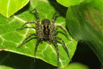 Wolf spider (lycosa spp) on ivy leaf