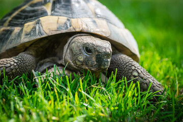 Eastern Hermann's tortoise, European terrestrial turtle, Testudo hermanni boettgeri, turtle on the...