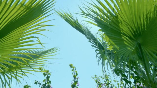 Palm leaves against the blue sky, the wind stirs the leaves, sunny weather