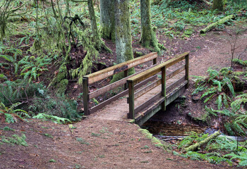 A small wooden bridge on a groomed trail in a rainforest park.