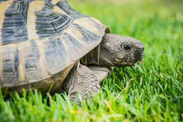 Eastern Hermann's tortoise, European terrestrial turtle, Testudo hermanni boettgeri, turtle on the lawn in nature