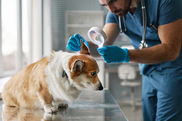 Young veterinarian in gloves and uniform bending over sick corgi dog