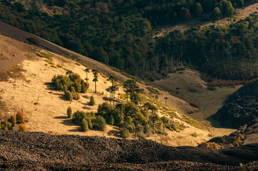 araucarias, sur de  chile, bosque de  araucarias, chile, alta montaña, montaña, senderismo, paisaje, naturaleza, gente, caminante, montagna, ambulante, viajando, excursionismo, caminata, aventura, cie