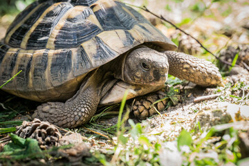 Eastern Hermann's tortoise, European terrestrial turtle, Testudo hermanni boettgeri, turtle on the lawn in nature