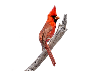  Northern Cardinal (Cardinalis cardinalis) Photo, Perched on a Transparent PNG Background