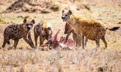 Deurstickers Spotted Hyenas  © Sean