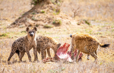 Spotted Hyena Pack Feeding