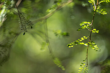 naturaleza, árbol, bosque, hojas, primavera, hojas, verano, sucursal, fábrica, follaje, cielo, árbol, sol, acuático, ambiente, luz solar, color, beldad, aparcar, diurna, alumbrado, madera, al aire lib