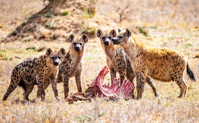 Spotted Hyena Pack Feeding