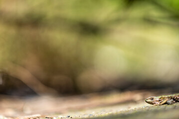 lagartija, reptil, naturaleza, árbol, verde, animal, madera, césped, gekko, reptilia, macro, insecto, bosque, acuático, café, roca, fauna, hojas, primavera