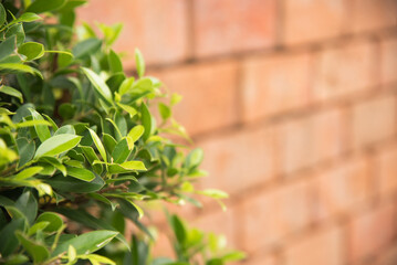 Ornamental plant with bricks on background