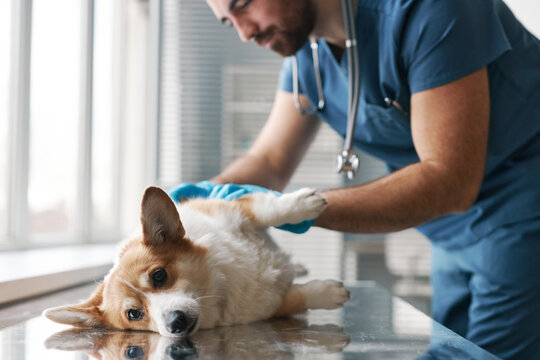 Cute fluffy purebred corgi dog lying on table during medical check up