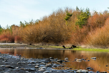 acuático, paisaje, lago, otoñal, naturaleza, río, árbol, cielo, caer, árbol, charcas, bosque, azul, verde, césped, campo, primavera, ciclos, hermoso, aparcar, verano, arroyo, calma, calmada