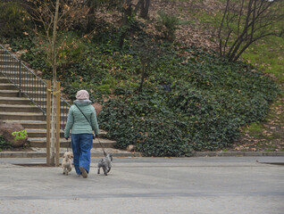 Back view of a woman walking with two white dogs in the city