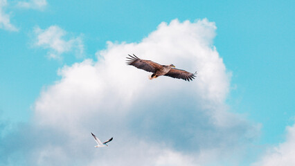 eagle and seagull in the sky