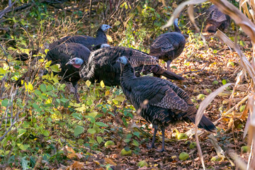 Wild Turkeys Feeding In The Woods In October