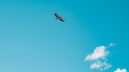 eagle circling around in the sky