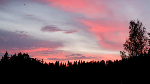 pink clouds above the woods