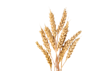 spikelets of wheat isolate on white background. Selection focus.