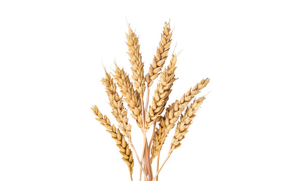 spikelets of wheat isolate on white background. Selection focus.