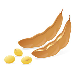 Dried soybean pod with seeds on white background