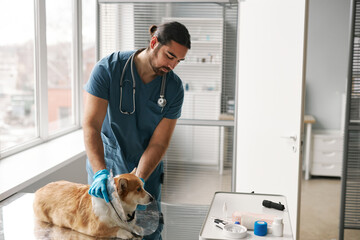 Young vet clinician putting protective collar around neck of sick corgi dog