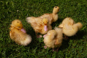 Wet after bathing, domestic ducklings dry in the sun, on the green grass. High quality photo