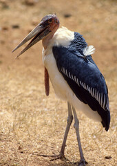 Marabout d'Afrique, Leptoptilos crumenifer, Afrique