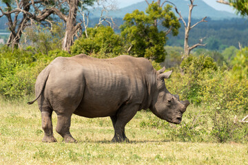 Naklejka premium Rhinocéros blanc, corne coupée, white rhino, Ceratotherium simum, Parc national Kruger, Afrique du Sud