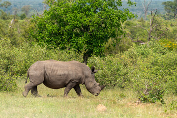 Fototapeta premium Rhinocéros blanc, corne coupée, white rhino, Ceratotherium simum, Parc national Kruger, Afrique du Sud