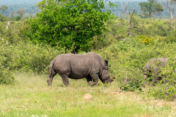 Naklejka premium Rhinocéros blanc, corne coupée, white rhino, Ceratotherium simum, Parc national Kruger, Afrique du Sud