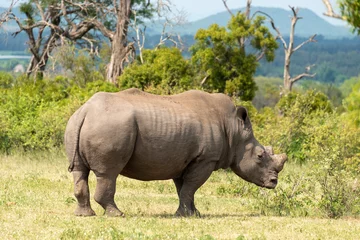 Foto op Plexiglas Rhinocéros blanc, corne coupée, white rhino, Ceratotherium simum, Parc national Kruger, Afrique du Sud © JAG IMAGES