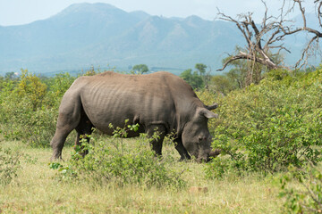 Fototapeta premium Rhinocéros blanc, corne coupée, white rhino, Ceratotherium simum, Parc national Kruger, Afrique du Sud