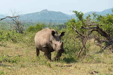Obraz premium Rhinocéros blanc, corne coupée, white rhino, Ceratotherium simum, Parc national Kruger, Afrique du Sud