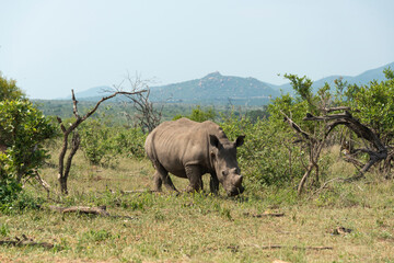 Obraz premium Rhinocéros blanc, corne coupée, white rhino, Ceratotherium simum, Parc national Kruger, Afrique du Sud