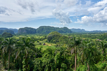 Obraz premium Stable of palm leaves in a beautiful landscape surrounded by green palm trees 