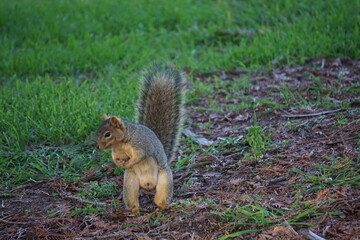 closeup of a squirrel searching for food on the ground in the park in CA, USA